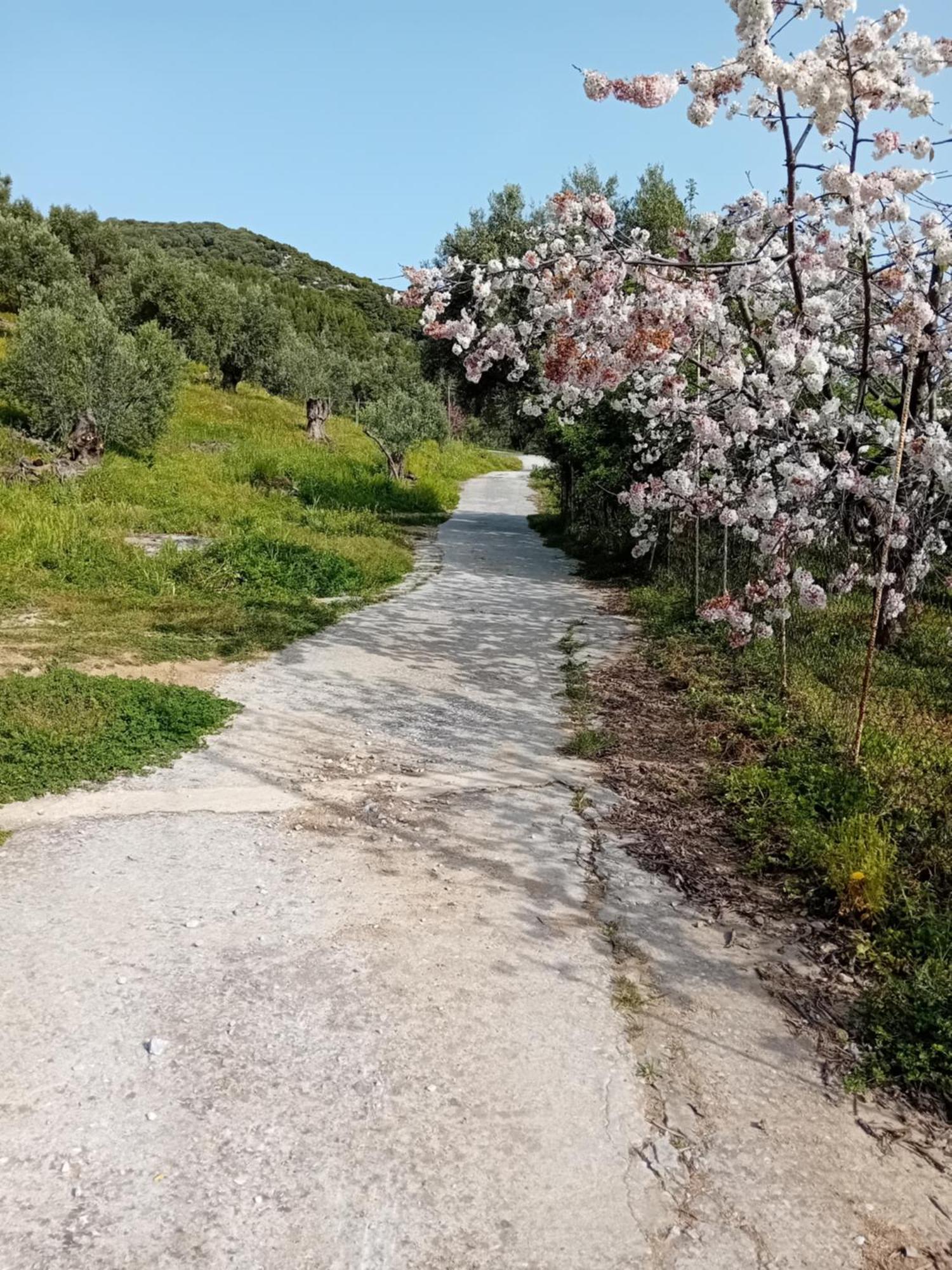 Villa Krini Skiathos-stad Buitenkant foto